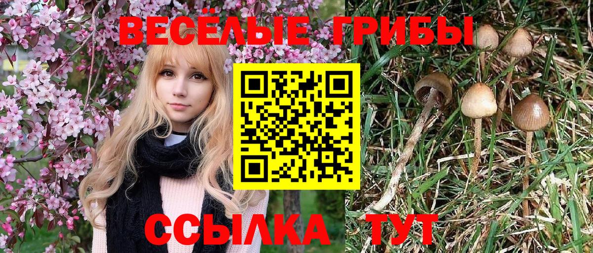Клинцы  Галлюциногенные грибы Magic Shrooms  Вход с VPN 